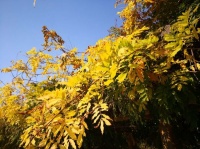 立冬，黄叶丹枫客里过（诗词五首）