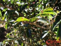 【脱贫奔康·粤来粤好】潮州：香茗，工夫在非遗；脱贫，路显山水间