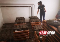 陈芳：寻找古茶遗韵的湘妹子