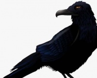 鸟类的智商排名，有位科学家研究出了唯一测量鸟类IQ的方法