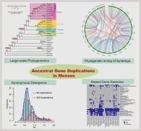 研究揭示苔藓植物古多倍化历史及重复基因保留特征