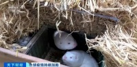 最新！欧美六国貂养殖场发现新冠病毒！
