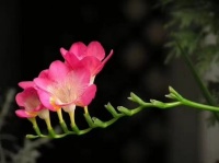 玄关屏风形制与吉祥意义