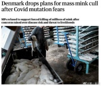 丹麦取消水貂捕杀计划