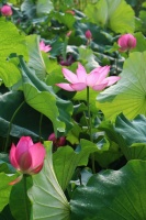 永州传说-何仙姑的故事一