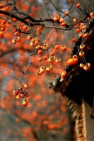 【新诗采撷】范德云 | 相约在深秋