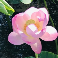 领导欺负下属不是本事，这4个不良后果，显示你思想品质很恶劣