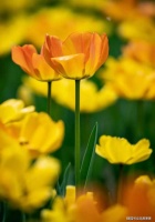 世事犹如春巷树，浮云几朵闹嚣悬