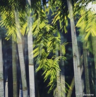 明证法师答疑：何谓无生法忍