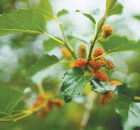 桑叶与蚕宝宝（新时代之光）