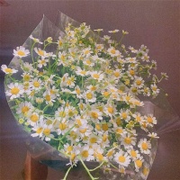 若心有所向，平凡的日子也会泛着光