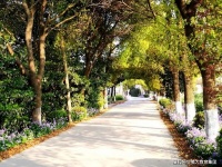 第三届征文大赛 | 摄影作品赏析《香榭》