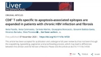 乙肝纤维化研究，意大利科学家发现，表位特异CD8+T细胞相关
