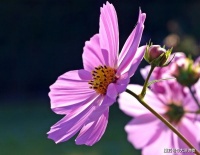 诗经译话：懂我者，才能知晓我心中的渴望