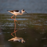 为什么会建造的人还可以设计甚至指挥？因为形影不离和迫于压力