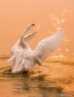 冠灰喙赤自吟哦，恰似春堤寂处哥