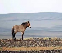 少年马背上驰骋的誓言