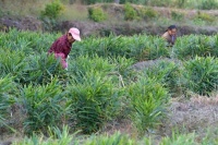 江西赣州：生姜丰收