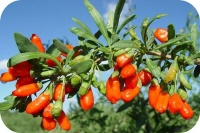 特产早知道——宁夏枸杞介绍