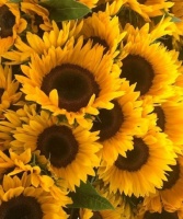 精致唯美的抖音文案，充满哲理，句句经典