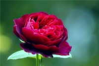 情感美文：爱过方知情深，痛过才晓情浓，学会释怀，才会和解