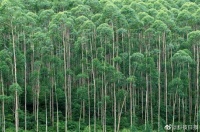 被称为“断子绝孙树”的桉树，真的有毒吗？