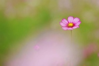 于中华 | 浮生如梦