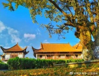 唐朝宰相在宁乡种了一棵银杏树 美了千年