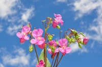 人生有顺境也有逆境，不可能处处是逆境