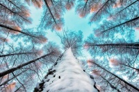 【云天社@河北分社】同题诗《这个冬天》专辑六  文/史建林