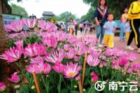 南宁青秀山第五届菊花展正式亮相 市民可上青秀山赏菊