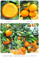 关于传统文化下的《贵妃橙》