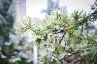 诗说节气，古诗词中的“小雪”