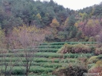 真相大白舰扬帆