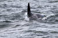 让科学家挠头的奇事：大西洋中 虎鲸结伴“骚扰”帆船