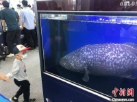 厦门首办国际海鲜展 四国驻华大使站台