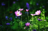 心是什么？是房子，是湖水，是镜子。打理自己的心，就是腾房、静水、明镜