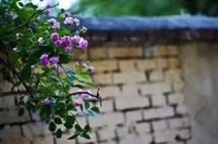 朝暮闻人语，花明怨重闺