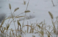 小雪节气的英文表达