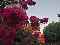 红颜、胡姬、陪岁月说话（现代诗歌）