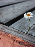 笑看得失才会海阔天空，心有透明才会春暖花开