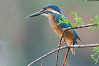 流花湖公园观鸟活动摄影征集开始了