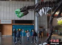 美国加州：博物馆“霸王龙”戴口罩“迎客”