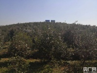 【宿松调研行】黄梅戏故里有新曲（三）：荒山野岭，也能“富得流油”？