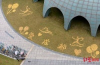 成都人的诗意生活，就是银杏叶落地成画