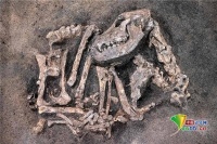 瑞典考古学家在挖掘中发现一具约8400年的狗骨架