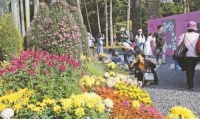 2020深圳菊花展今日开幕