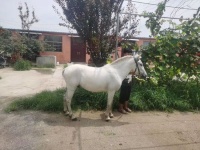 网购“白龙马”,当生日礼物，你觉得怎样？