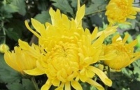 菊花养护有诀窍，“手把手”教你养菊花，你学会了吗？