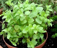 薄荷能不能放在卧室？2大优点别犹豫，早放早享受